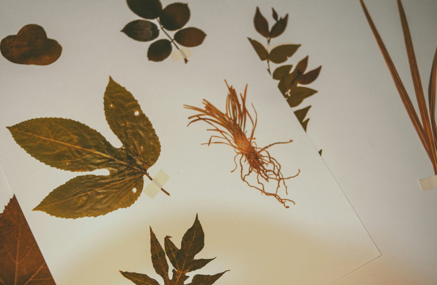 The Death of the Herbarium